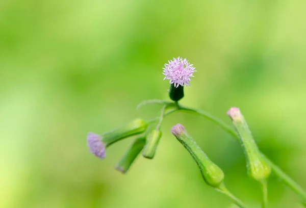 Zielone Tło Małe Kwiaty Natura Piękne Tonowanie Design Wiosna Natura — Zdjęcie stockowe