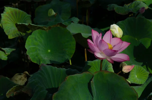 Лілійна Квітка Рожевої Води Лотос Зелений Фон Квітка Лотоса Водяна — стокове фото
