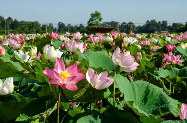 Lotusblume Blüht Sommer Teich Mit Grünen Blättern Als Hintergrund Für — Stockfoto