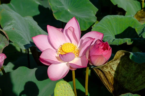 Pink Lotus Flower Blooming Summer Pond Green Leaves Background Wallpaper — Stock Photo, Image