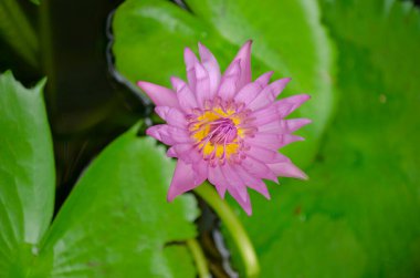 Duvar kağıdı dekoratif tasarımı için havuzdaki açık pembe nilüfer çiçeği resmi.