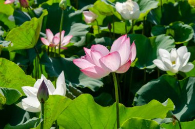 Nilüfer çiçeği ve yeşil nilüfer yaprakları, gölet panoramiklerinde doğal bir arka plan bırakır. Boş kopyalama alanı.