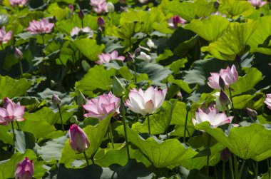 Yaz havuzunda çiçek açan nilüfer çiçekleri ve duvar kağıdı dekoratif tasarımı için arka plan olarak yeşil yapraklar..