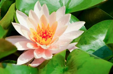 Gün doğumunda gölette nilüfer çiçeğinin yakın çekim. Binlerce yıldır, lotus çiçeği kutsal bir sembol olarak takdir edilmiştir.