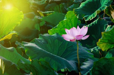 Gün doğumunda gölette nilüfer çiçeğinin yakın çekim. Binlerce yıldır, lotus çiçeği kutsal bir sembol olarak takdir edilmiştir.