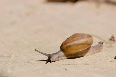 Salyangoz kaya dokusunda süzülüyor. Büyük beyaz yumuşakça salyangoz açık kahverengi çizgili kabuklu, kayanın üzerinde sürünüyor. Helix pomatia, Burgundy salyangozu, Roma salyangozu, duvar kağıdı dekoratif tasarımı için yenilebilir salyangoz..