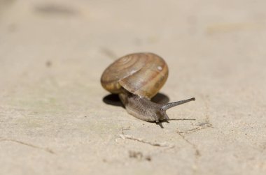 Duvarkağıdının dekoratif tasarımı için kayanın üstündeki bahçede ilginç bir salyangoz..