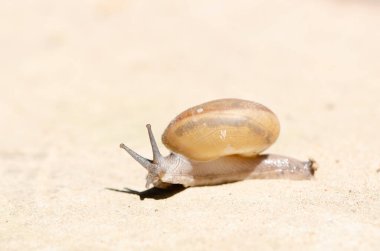 Yollarda sürünen kabuklu bir salyangoz, bahçede yaz günü, salyangoz ya da yenilebilir salyangoz üzerinde tırmanan yaygın bir salyangoz türüdür..
