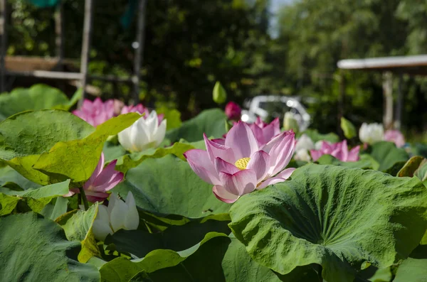 池のパノラマで蓮の花と緑の葉蓮の自然背景 空白のコピースペース — ストック写真