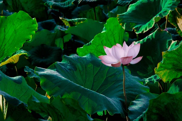 Close Lotus Flower Pond Sunrise Thousands Years Lotus Flower Has — Stock Photo, Image