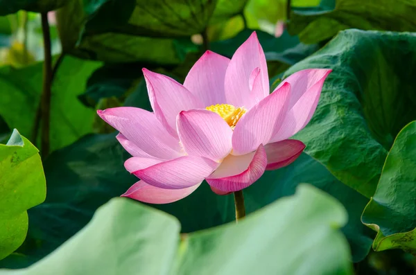 Flor Lótus Florescendo Lago Verão Com Folhas Verdes Como Fundo — Fotografia de Stock