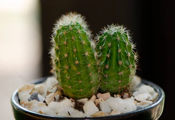 Close Macro Photography Cactus Dew Drop Cactus Member Plant Family — Stock Photo, Image