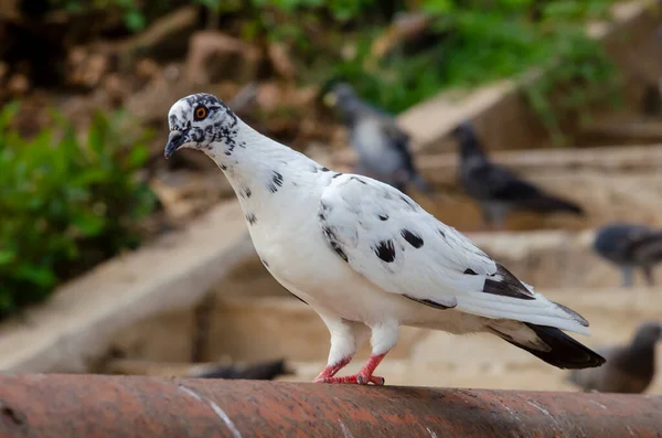 Zbliżenie Strzał Piękny Gołąb Ptak Tapety Dekoracyjne Projekt — Zdjęcie stockowe