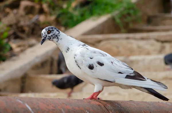 Gros Plan Bel Oiseau Pigeon Pour Conception Décorative Papier Peint — Photo