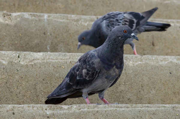 Gros Plan Bel Oiseau Pigeon Pour Conception Décorative Papier Peint — Photo