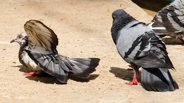 Deux Oiseaux Dansant Sur Sol Pour Conception Décorative Papier Peint — Photo