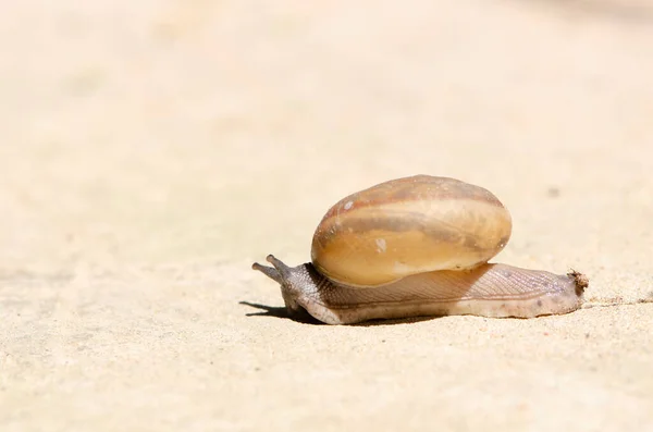 蜗牛壳在路上爬行 夏天在花园里爬行 一种常见的花园蜗牛爬到树桩上做壁纸装饰设计 — 图库照片