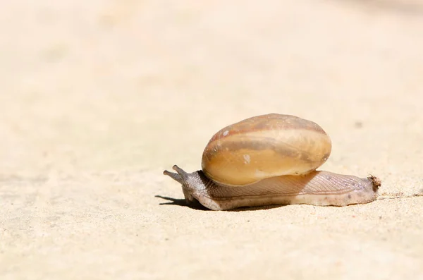 Caracol Concha Arrastrándose Por Carretera Día Verano Jardín Caracol Jardín —  Fotos de Stock