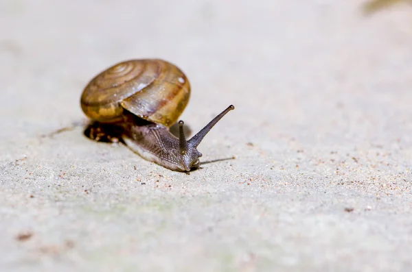 Una Serie Fotos Día Vida Los Caracoles Caracol Uva Sobre —  Fotos de Stock