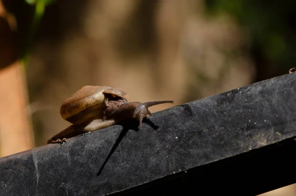 Nomi Comuni Lumaca Borgogna Lumaca Romana Lumaca Commestibile Escargot Lumaca — Foto Stock