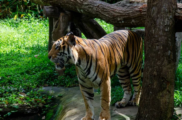 Tigre Dans Nature Sauvage Est Recherche Proies Pour Conception Décorative — Photo