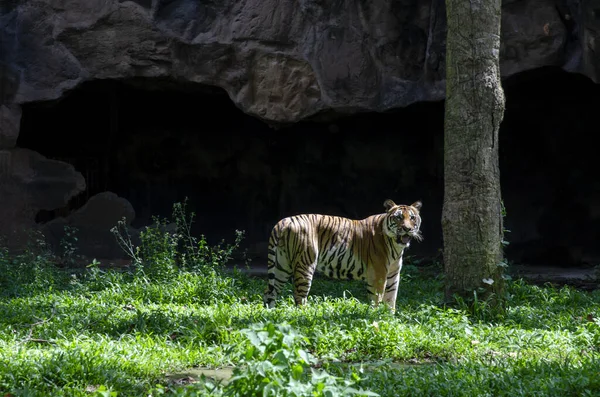 Thaïlande Tigre Mâle Avec Première Pluie Animal Sauvage Dans Habitat — Photo