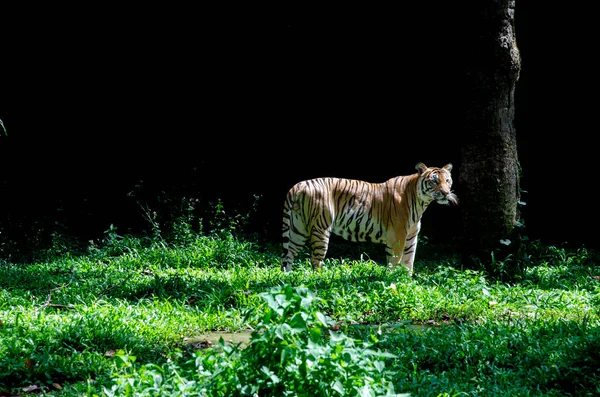 Homem Tigre Indiano Com Animal Selvagem Habitat Natureza Gato Grande — Fotografia de Stock