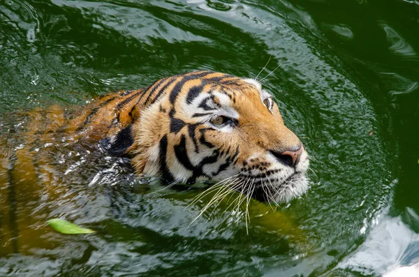 Céntrate Tigre Macho Nadando Verde Para Diseño Decorativo Del Papel — Foto de Stock