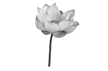 Beyaz arka planda siyah beyaz nilüfer çiçeği. Kullanımı çok kolay kırpma yolu ile dosya içerir.