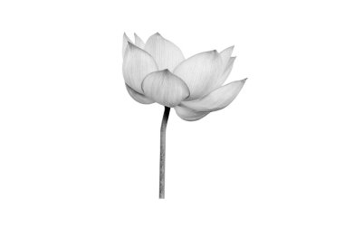 Beyaz arka planda siyah beyaz nilüfer çiçeği. Kullanımı çok kolay kırpma yolu ile dosya içerir.