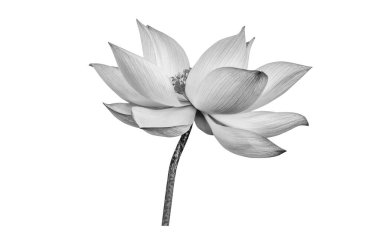 Beyaz arka planda siyah beyaz nilüfer çiçeği. Kullanımı çok kolay kırpma yolu ile dosya içerir.