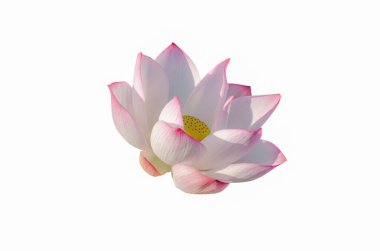 Nilüfer çiçeği beyaz arkaplanda izole edildi. Dosya kırpma yolu içeriyor. Çalışması çok kolay.