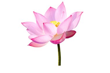 Beyaz arka planda izole edilmiş pembe nilüfer çiçeği. Kullanımı çok kolay kırpma yolu ile dosya içerir.