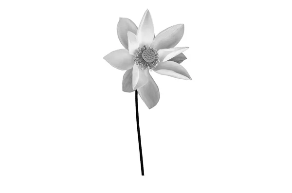 Black White Lotus Flower Isolated White Background File Contains Clipping — Stock Photo, Image