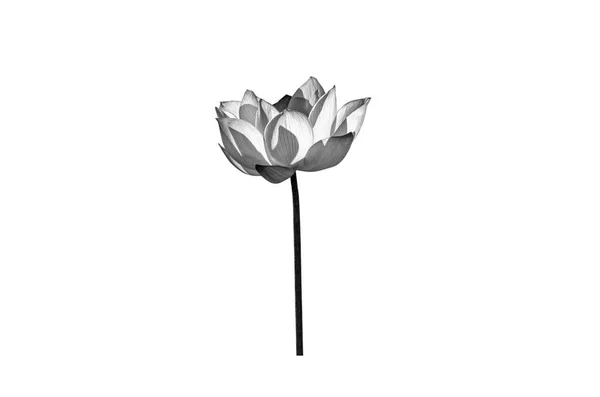 Kwiat Lotosu Czerni Bieli Izolowany Białym Tle Plik Zawiera Ścieżkę — Zdjęcie stockowe