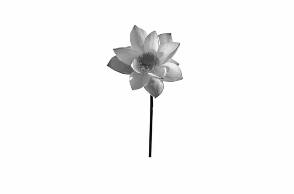 Czarny Biały Kwiat Lotosu Izolowany Białym Tle Plik Zawiera Ścieżkę — Zdjęcie stockowe