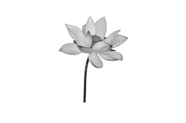 Lotus Flower Black White Isolated White Background File Contains Clipping — Stock Photo, Image