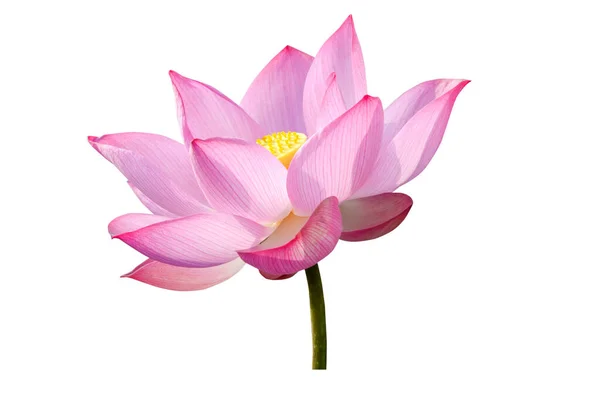 Roze Lotusbloem Geïsoleerd Witte Achtergrond Bestand Bevat Met Clipping Pad — Stockfoto
