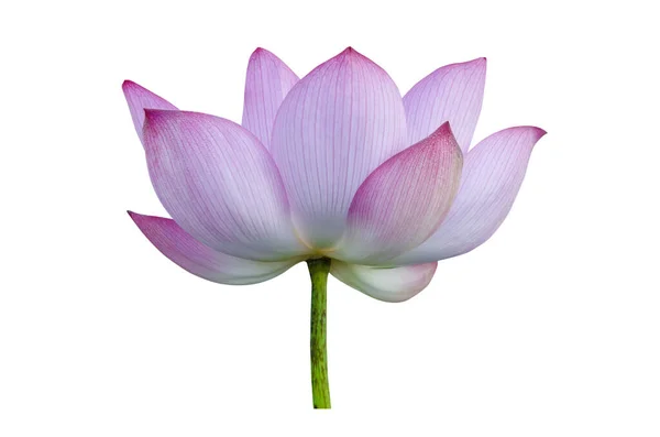 Roze Lotusbloem Geïsoleerd Witte Achtergrond Bestand Bevat Met Clipping Pad — Stockfoto