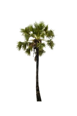 Kesme yolu ile beyaz arka planda izole şeker palmiyesi. (Toddy Palm, Asya Palmiyesi).
