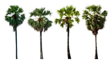 Kesme yolu ile beyaz arka planda izole şeker palmiye koleksiyonları. (Toddy Palm, Asya Palmiyesi).