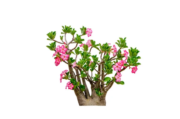 Розовый Цветок Адениум Ожирение Растение Зелеными Листьями Горшок Изолированы Белом — стоковое фото