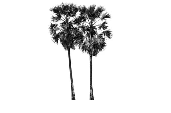 Zwarte Aziatische Palmyra Palm Geïsoleerd Witte Achtergrond Suikerpalm Tropische Bomen — Stockfoto