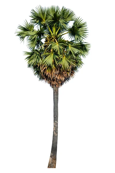 Sockerpalm Isolerad Vit Bakgrund Med Klippning Väg Toddy Palm Asiatiska — Stockfoto