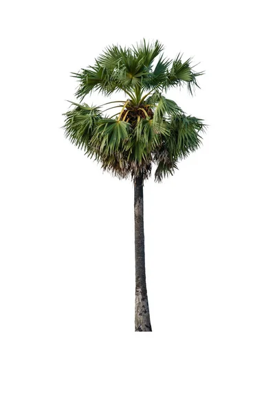 Sockerpalm Isolerad Vit Bakgrund Med Klippning Väg Toddy Palm Asiatiska — Stockfoto