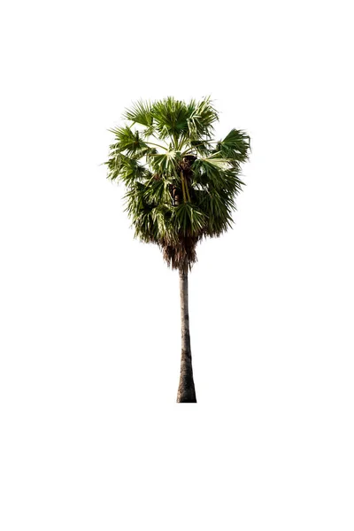 Sockerpalm Isolerad Vit Bakgrund Med Klippning Väg Toddy Palm Asiatiska — Stockfoto