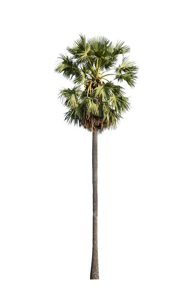 Sockerpalm Isolerad Vit Bakgrund Med Klippning Väg Toddy Palm Asiatiska — Stockfoto