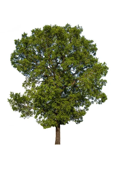 Bomen Geïsoleerd Witte Achtergrond Tropische Bomen Geïsoleerd Gebruikt Voorontwerp — Stockfoto