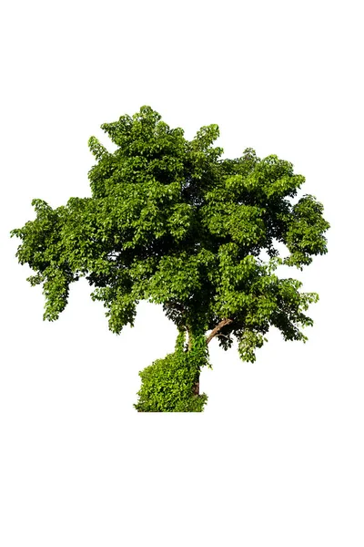 Drzewa Izolowane Białym Tle Drzewa Tropikalne Białym Tle Wykorzystywane Projektowania — Zdjęcie stockowe