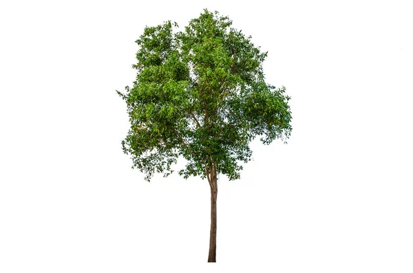 Stromy Izolované Bílém Pozadí Tropické Stromy Izolované Podle Designu — Stock fotografie